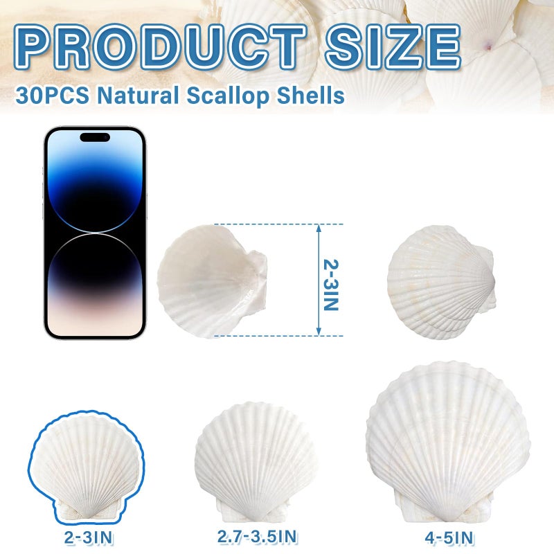 QICQDRAM 30PCS Sea Shells for Crafts Decoration 2''-3'' White Scallop Shells for Crafts DIY Painting Beaching Wedding Decoration, Beach Natural White Seashells Bulk - Image 2